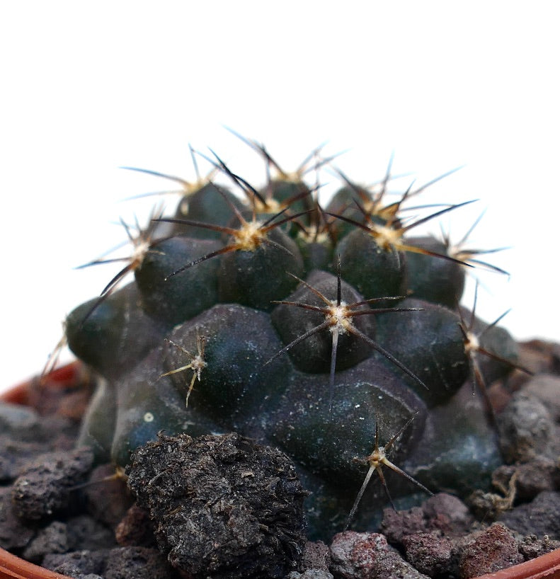 Copiapoa cinerea X Copiapoa serpentisulcata WE36