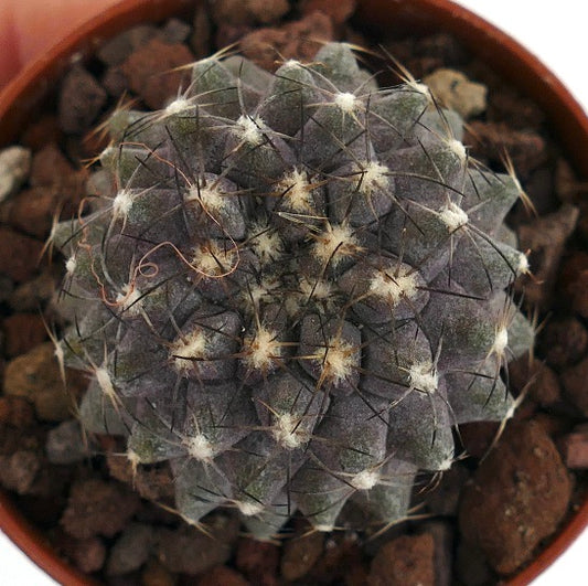 Copiapoa humilis TS9