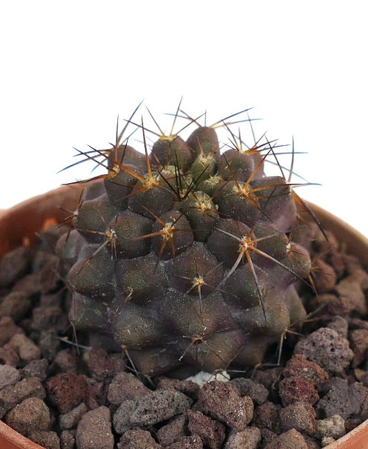 Copiapoa cinerea X haseltoniana ND8