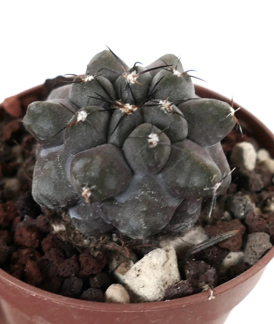 Copiapoa cinerea form KIKKO X griseoviolacea V8