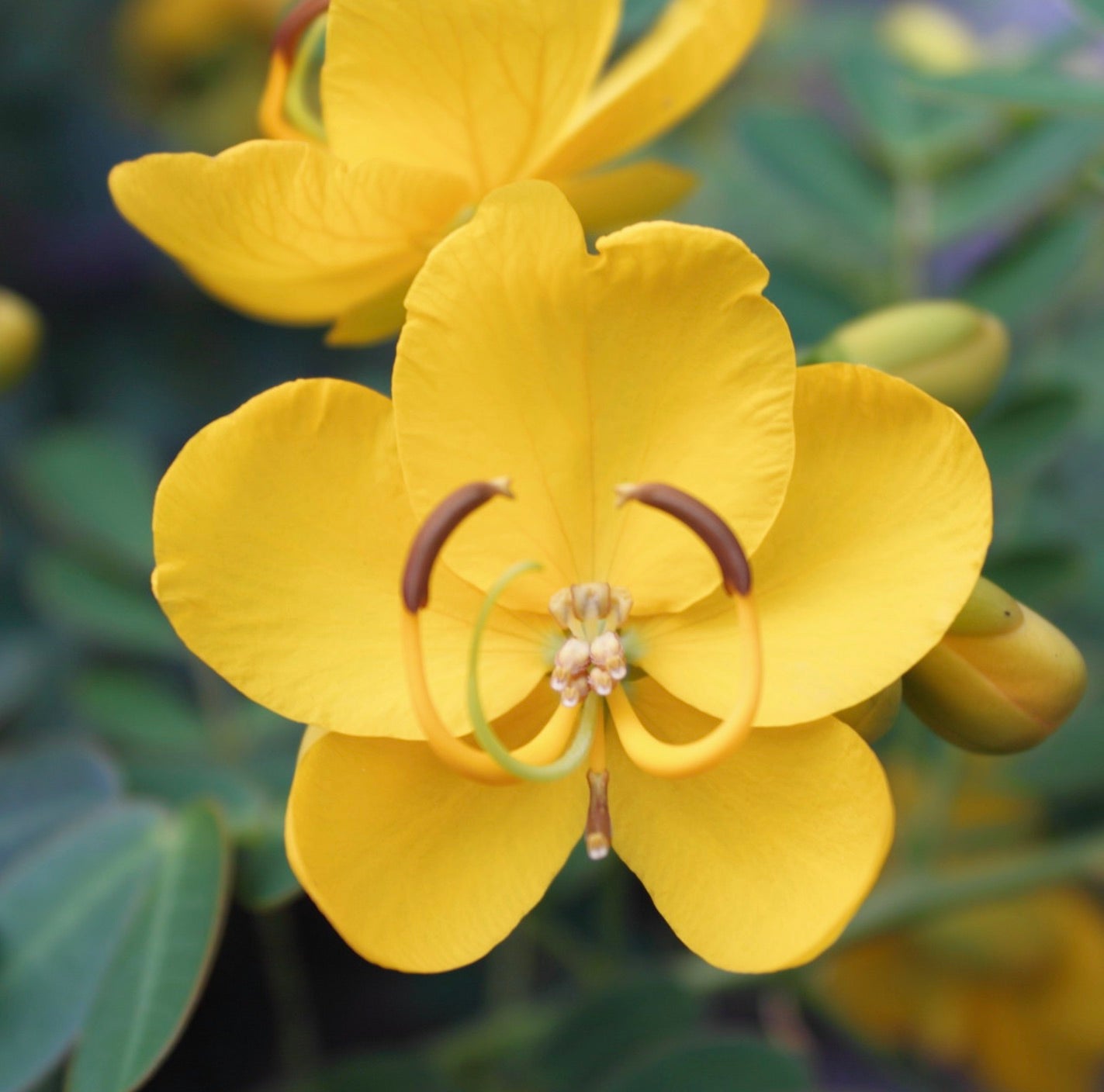 Cassia corymbosa SEEDS – Botanical Archive