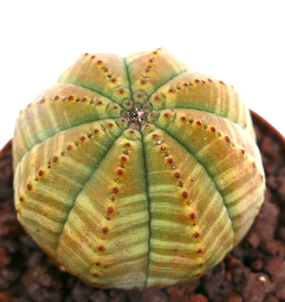 Euphorbia obesa GREEN YELLOW STRIATA AB7