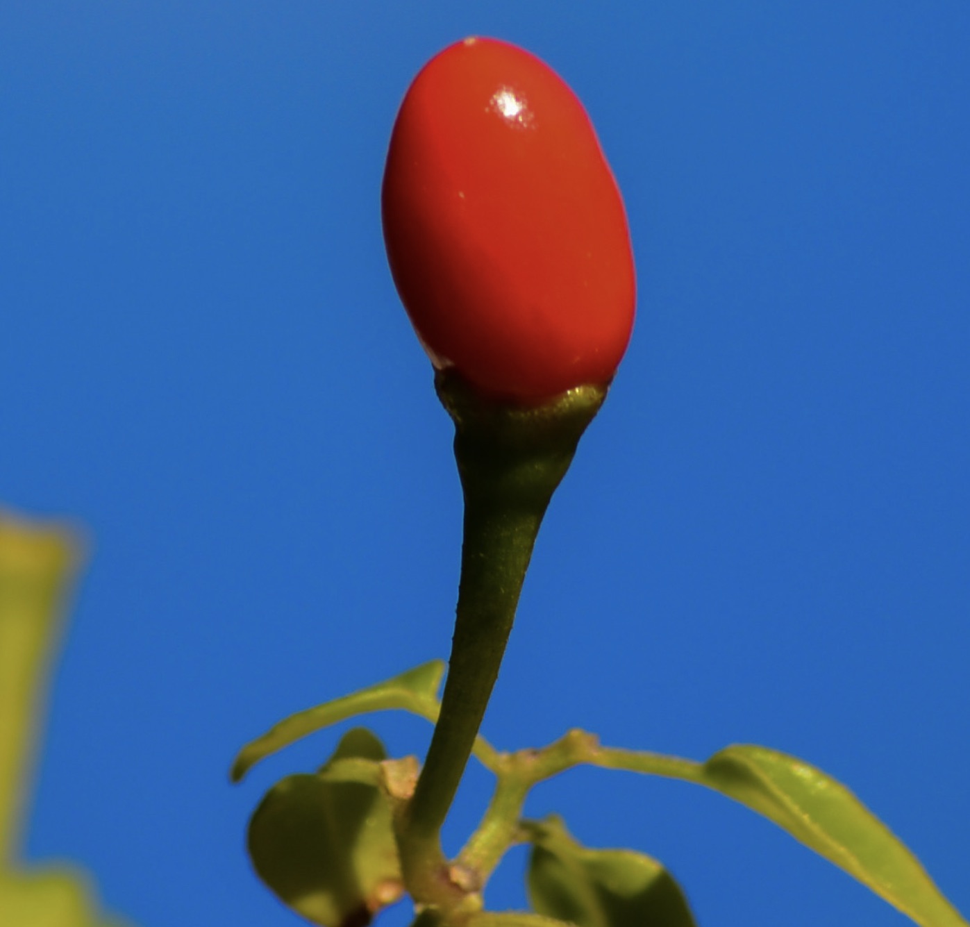 Capsicum annuum var. glabriusculum FRUITS