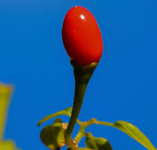 Capsicum annuum var. glabriusculum FRUITS