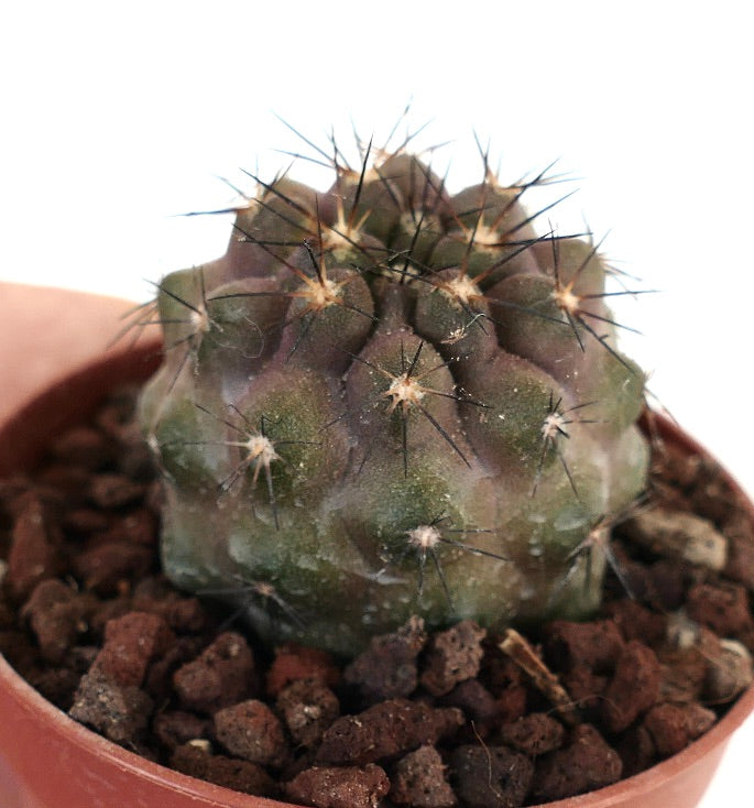 Copiapoa cinerea X Copiapoa goldii 88Y