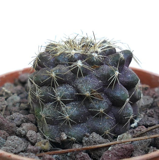 Copiapoa tenuissima AB2