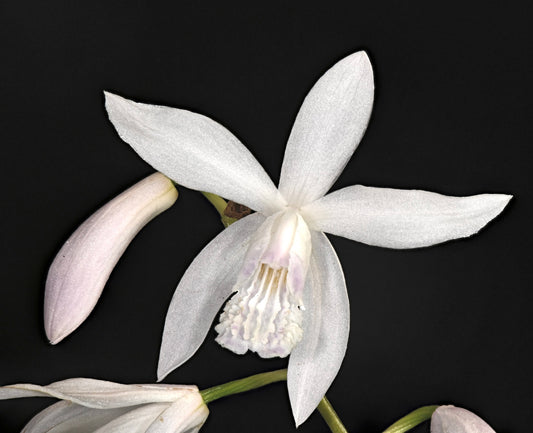 Bletilla striata var. alba 5-10cm