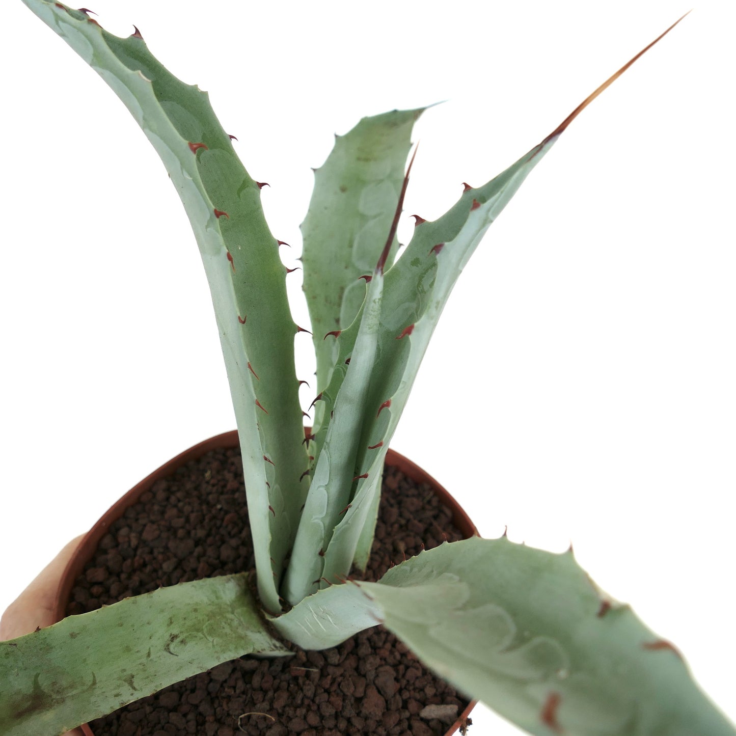 Agave macroacantha X eborispina PT71