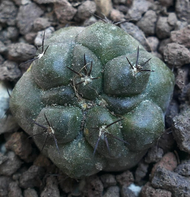 Copiapoa cinerea x hypogaea Q26M