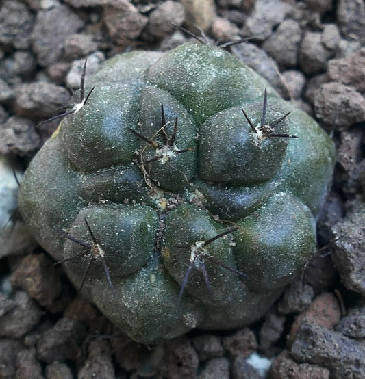 Copiapoa cinerea x hypogaea Q26M