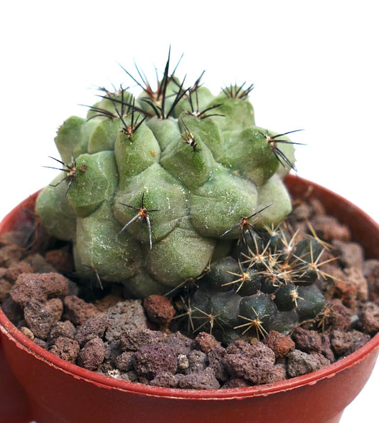 Copiapoa cinerea KIKKO GREEN X Copiapoa hypogaea & Copiapia seprentisulcata JKF18