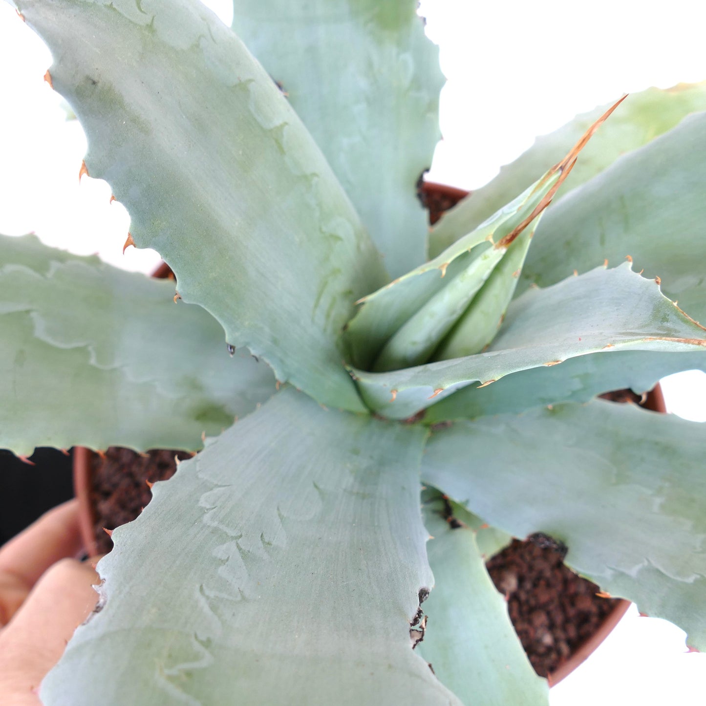 Agave ovatifolia X albescens (Mr. Corsi) CE71