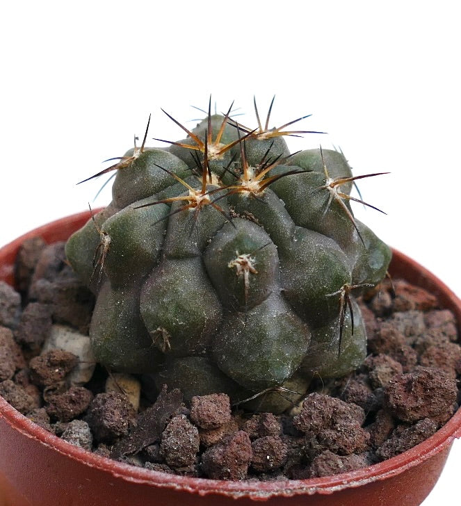 Copiapoa cinerea X Copiapoa serpentisulcata RNM1