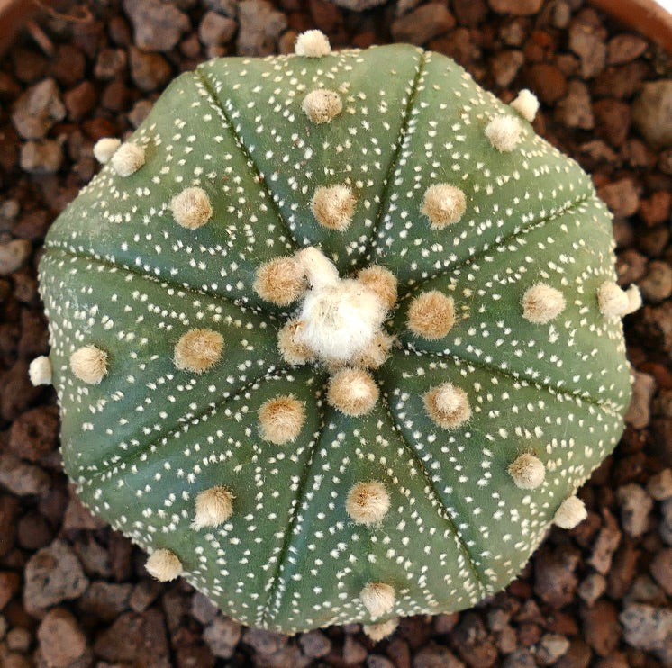 Astrophytum asterias (slightly STAR-SHAPE) 993