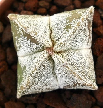Astrophytum myriostigma rare succulent cactus with white speckled star-shaped body