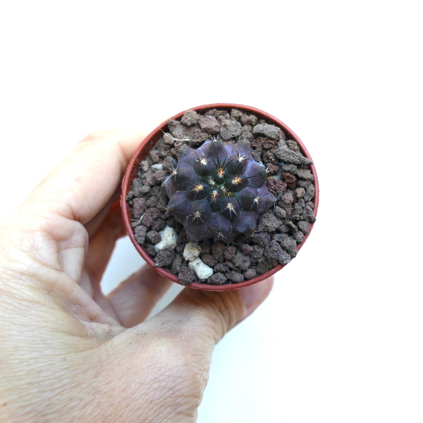 Copiapoa griseoviolacea WE309