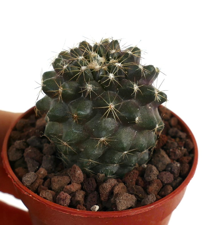 Copiapoa humilis X tenuissima WHITE SPINES SEMP15