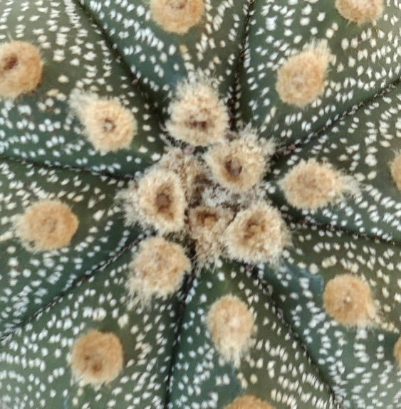 Astrophytum asterias cv OIBBO TG36