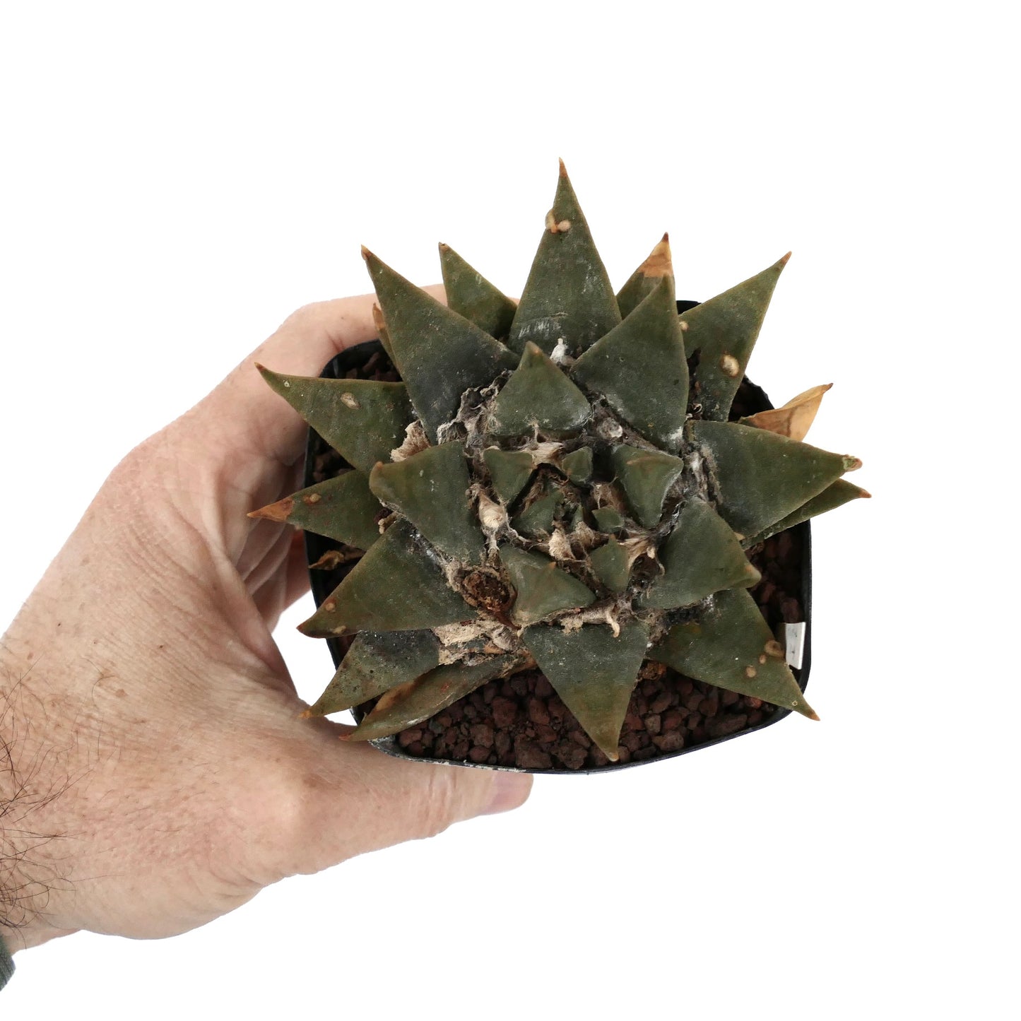 Ariocarpus trigonus var. major D8