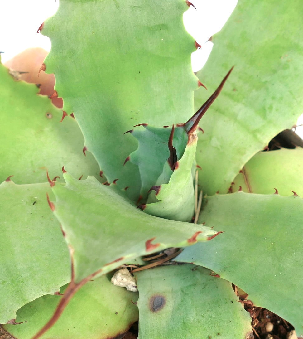 Agave bovicornuta X Agave parryi (Mr Corsi) CODE 13X