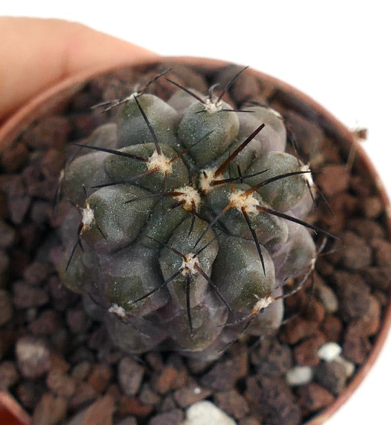 Copiapoa cinerea X bridgesii QZ1