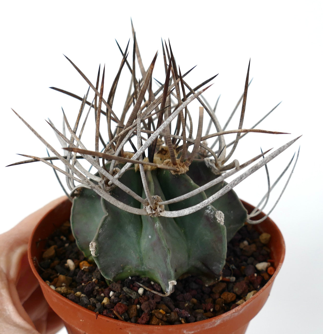 Astrophytum capricorne cv BUFFALO (syn. Taiho-gyoku) 75N