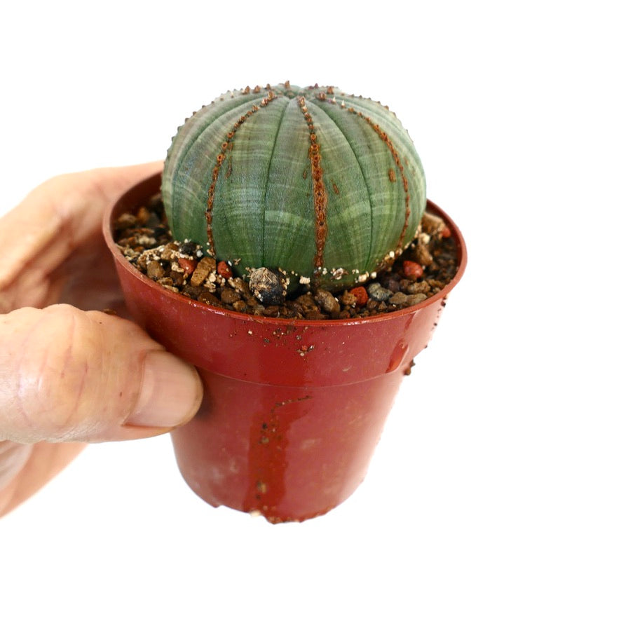 Euphorbia obesa AG4