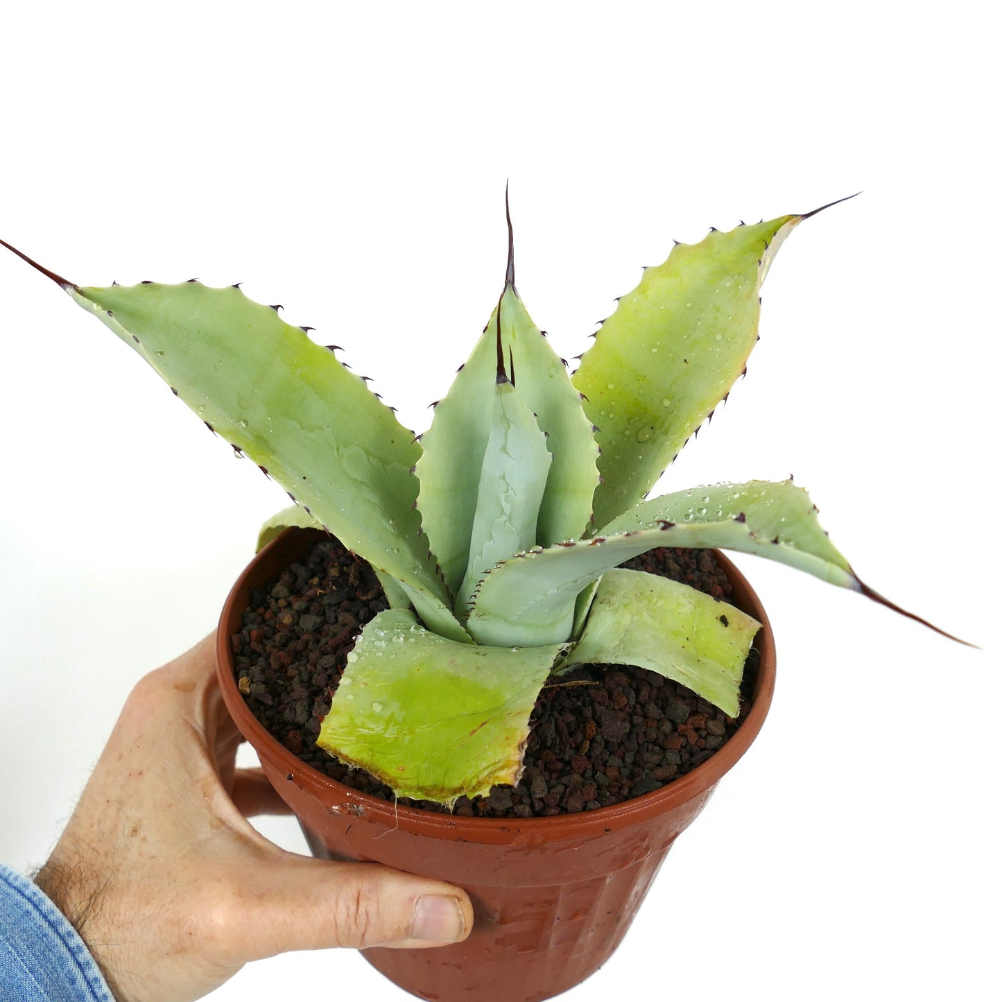 Agave f3 HYBRID (ovatifolia x weberi x eborispina) by Mr. Corsi W3-65