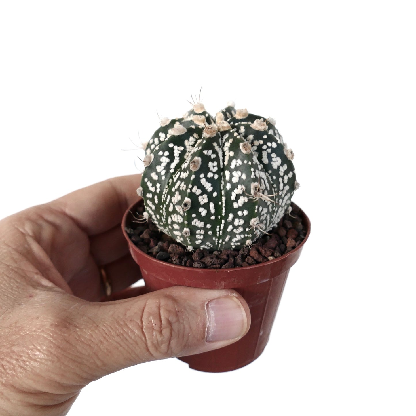 Astrophytum cv ONZUKA x SUPERKABUTO x CAPRICORNE BC3