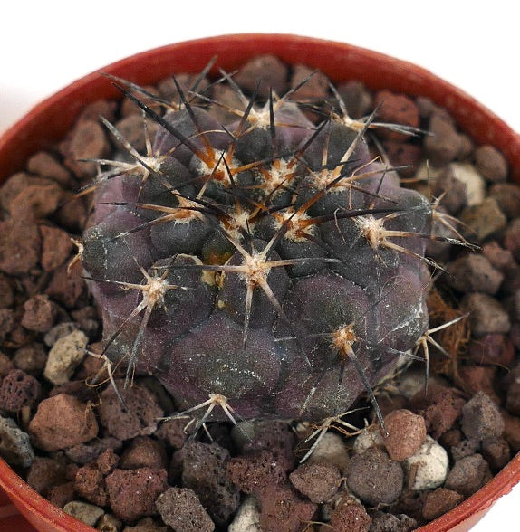 Copiapoa columna-alba X Copiapoa cinerea QX3