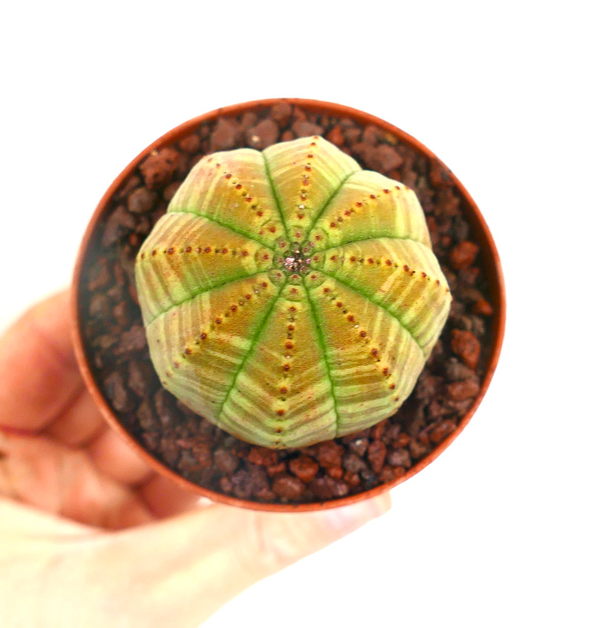Euphorbia obesa GREEN YELLOW STRIATA AB7