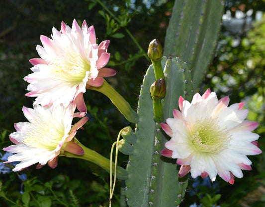 Cereus stenogonus SEEDS