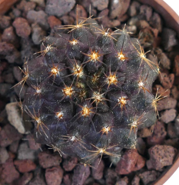 Copiapoa griseoviolacea X Copiapoa goldii 993