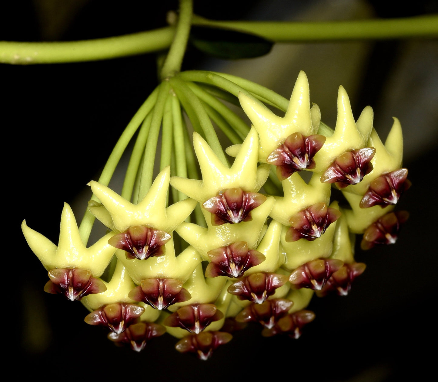 Hoya cumingiana 14cm