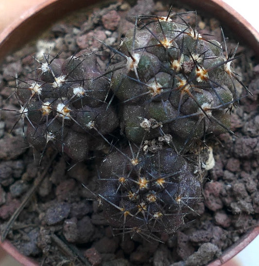 Copiapoa griseoviolacea X Copiapoa cinerea (3 SEEDLINGS) WE300