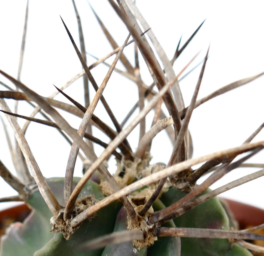 Astrophytum capricorne cv BUFFALO (syn. Taiho-gyoku) XH2