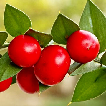 Ruscus aculeatus 10-15cm