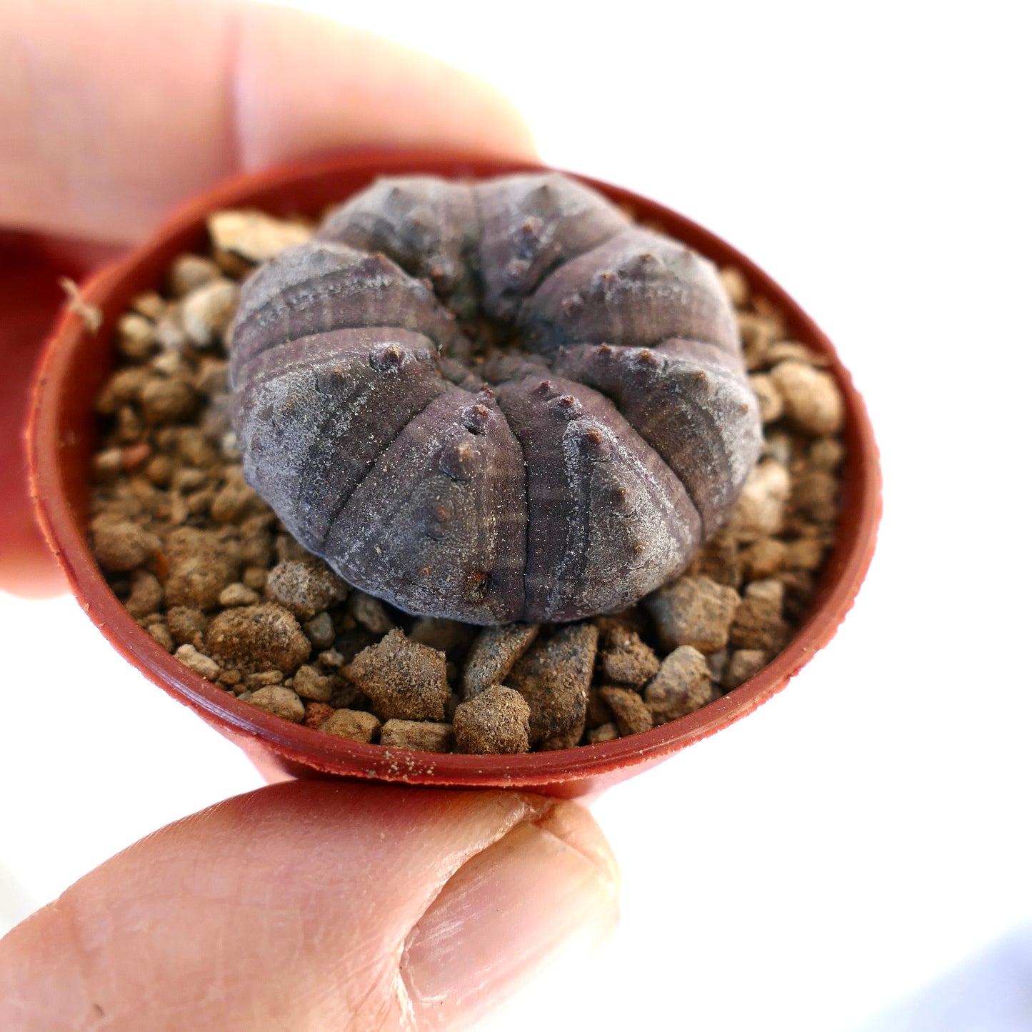 Euphorbia obesa GREY KIKKO AG9