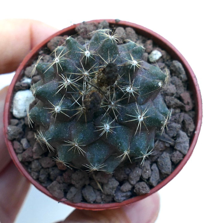 Copiapoa humilis X Copiapoa tenuissima WE331