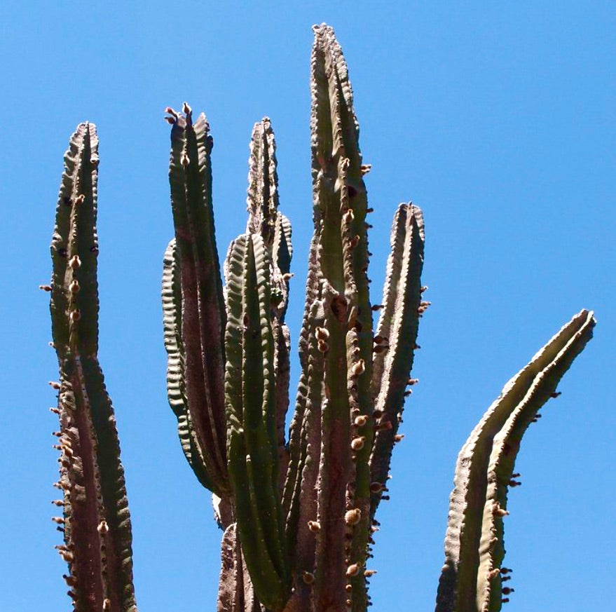 Neocardenasia herzogiana SEEDS