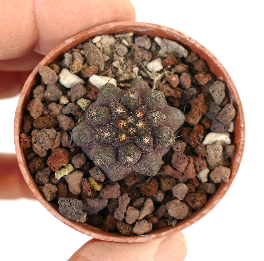 Copiapoa cinerea X humilis 43