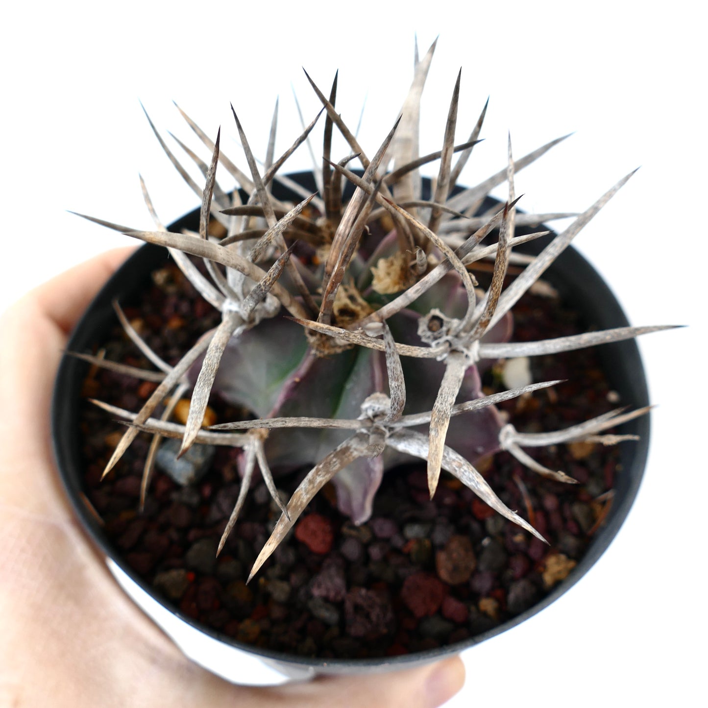 Astrophytum capricorne cv BUFFALO (syn. Taiho-gyoku) Y5