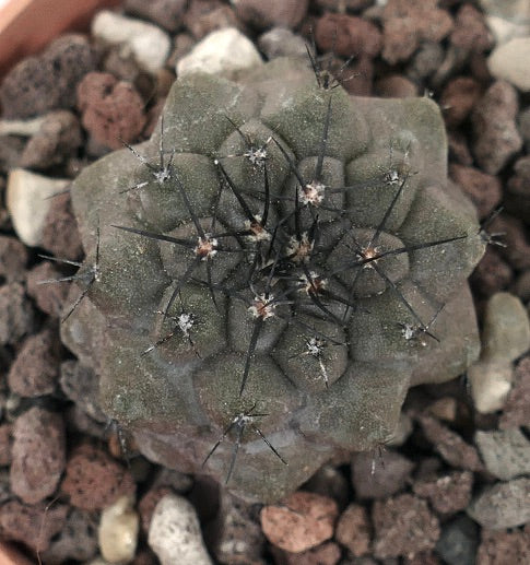 Copiapoa cinerea RS9Z