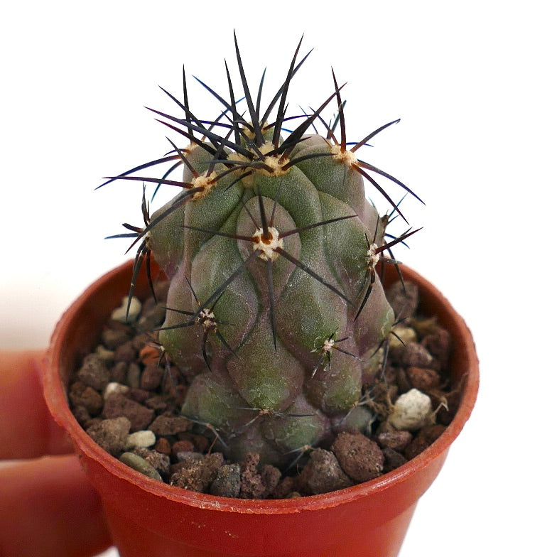 Copiapoa cinerea X griseoviolacea 1R2