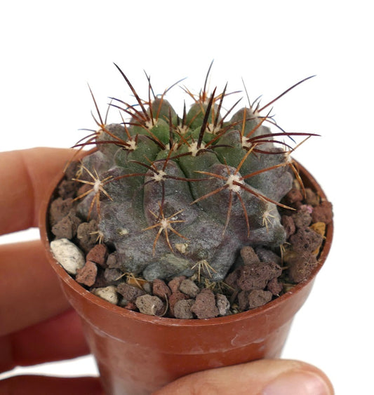 Copiapoa cinerea X andina JJ2