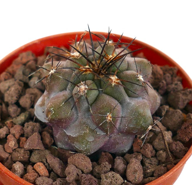 Copiapoa griseoviolacea X serpentisulcata 56A