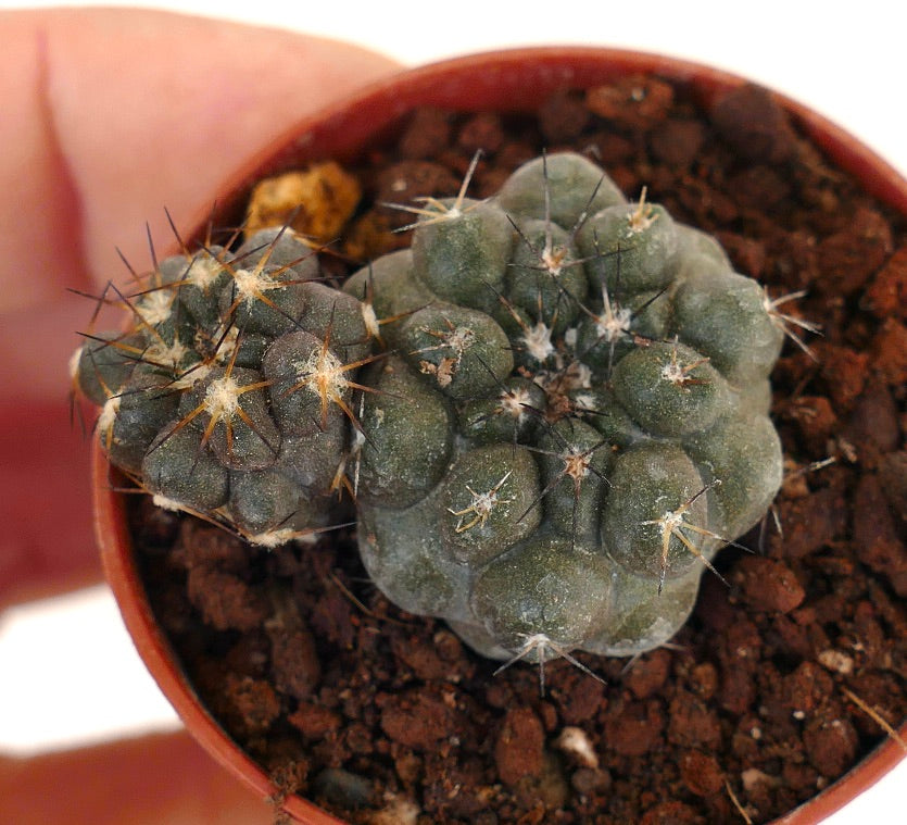 Copiapoa cinerea X hypogaea (branched) 005