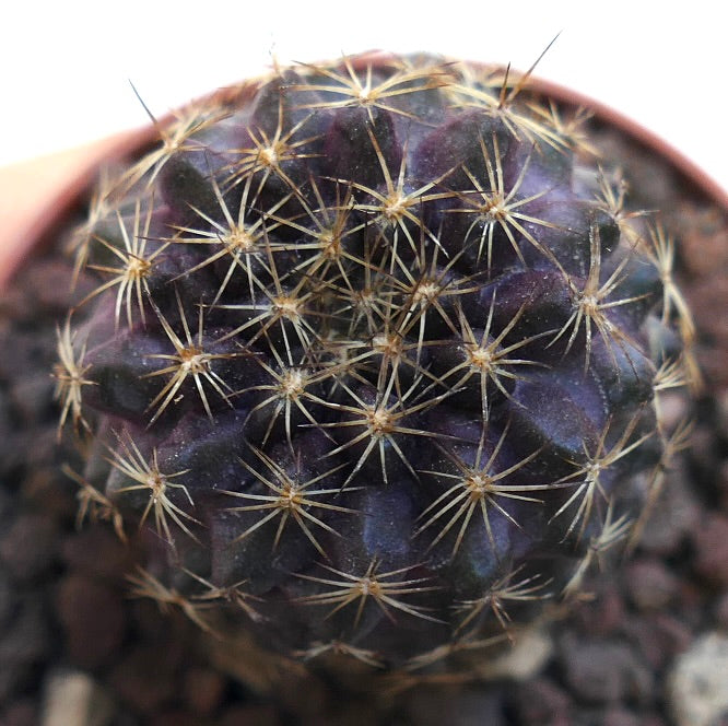 Copiapoa tenuissima SAB34