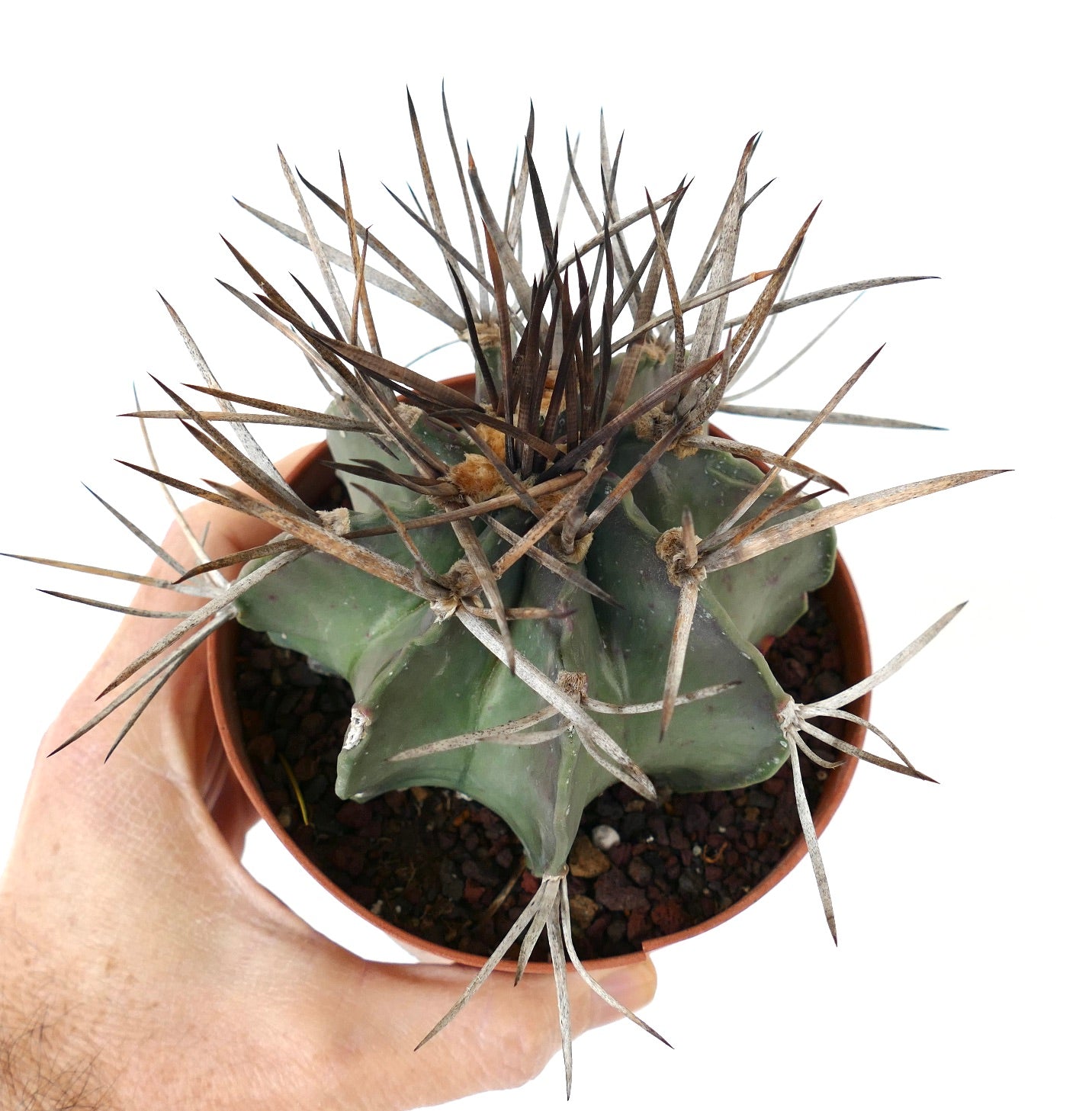 Astrophytum capricorne cv BUFFALO (syn. Taiho-gyoku) 3X04