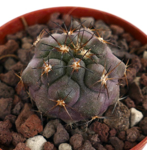 Copiapoa griseoviolacea X serpentisulcata YR2